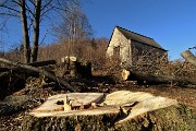 28 Taglio fresco di  alberi intorno alla baita-cascina